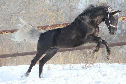 Orlov Trotter breed of horses
