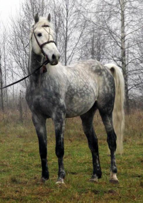 la foto de los caballos orlovsky рысистой de la raza