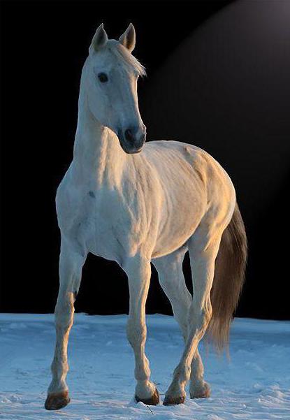 the representative of the Oryol breed of horses