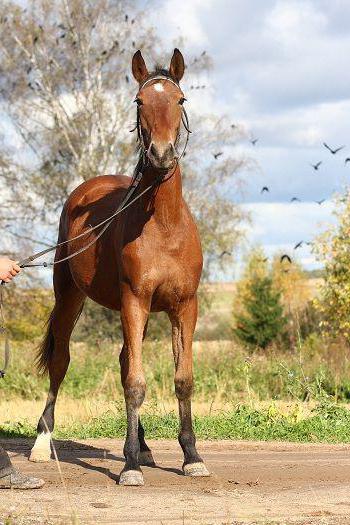 feature Orel horse breed