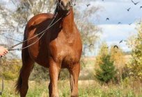 اوريل سلالة الخيول: خصائص الصور و الوصف