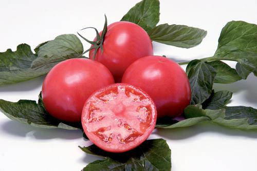 tomato Mikado