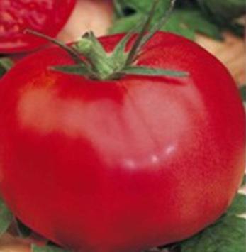 tomatoes Mikado reviews