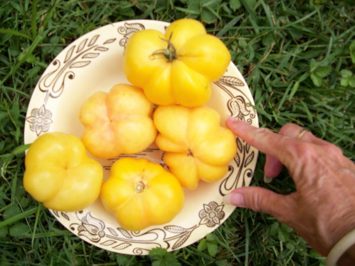 tomatoes Mikado photo