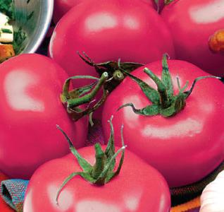 tomatoes Mikado pink