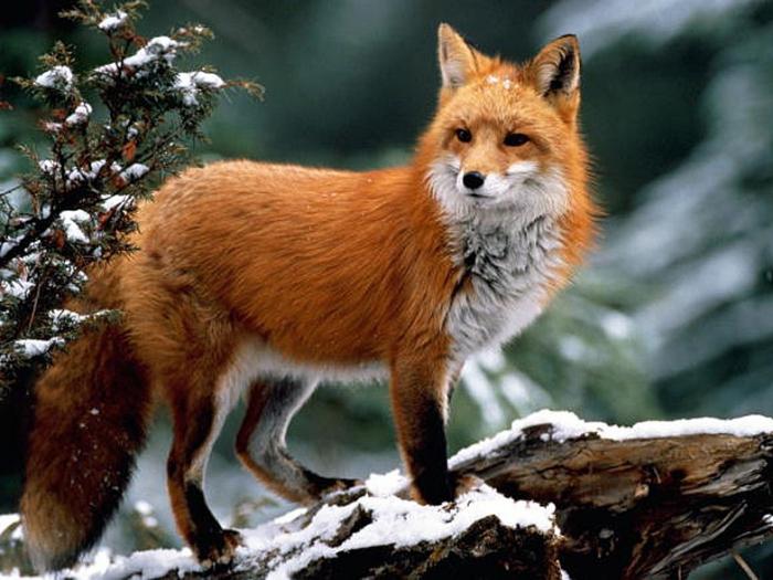 description of Fox