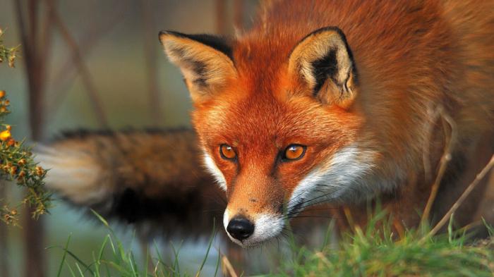 fox opis zwierzęcia
