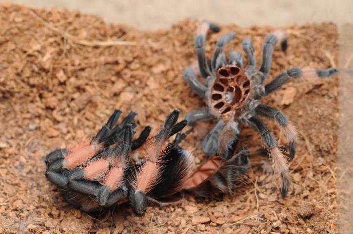 the molt of the spider tarantula photo