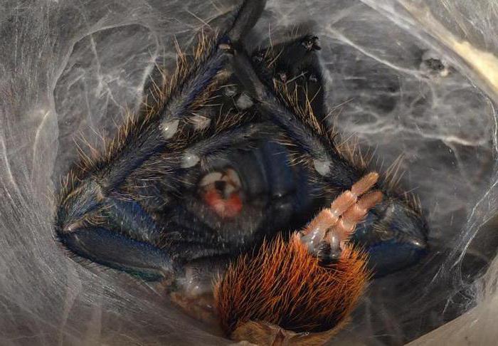 the molt of the spider tarantula how often
