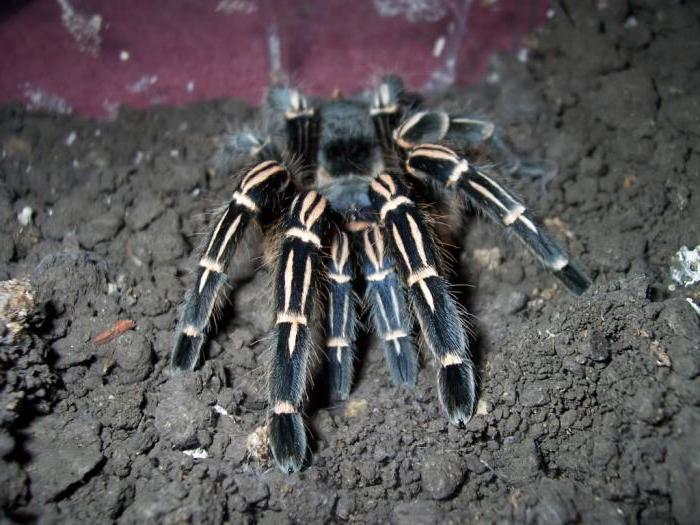 the molt of the spider tarantula
