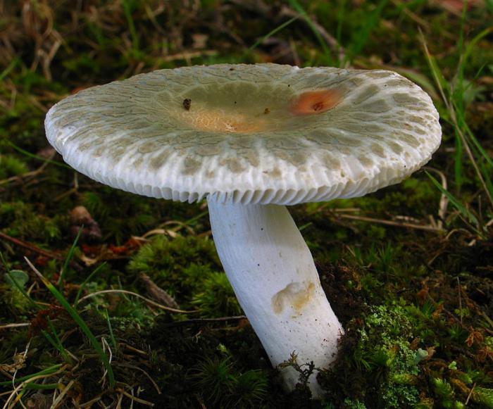 蘑菇体