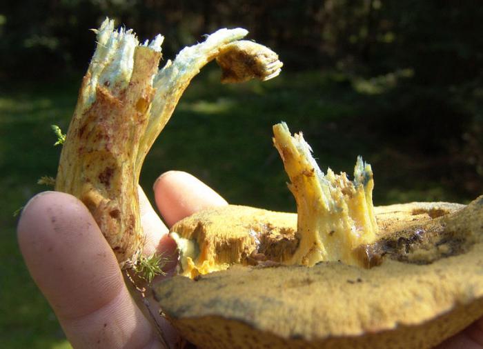结构的一个pileate蘑菇