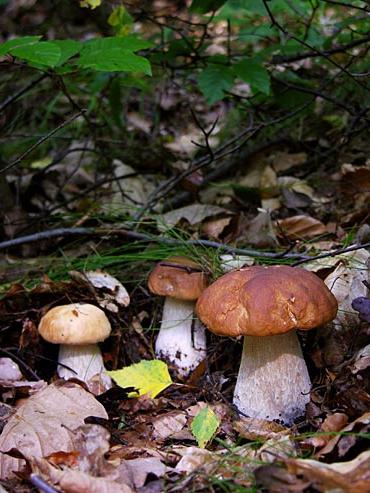 корисні властивості грибів