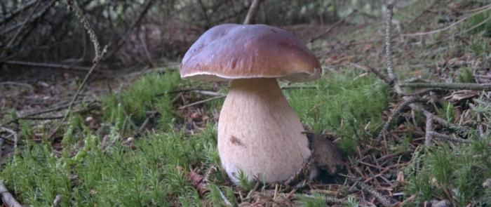 білий гриб корисні властивості