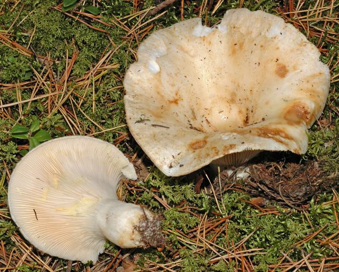 гриби грузді корисні властивості