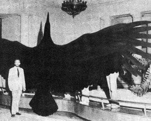größte Vogel