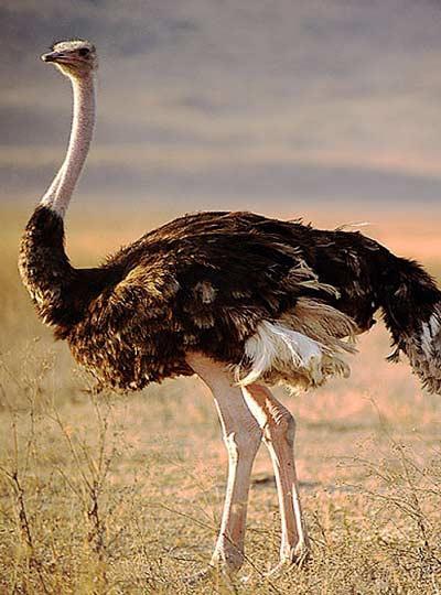 the biggest flightless bird