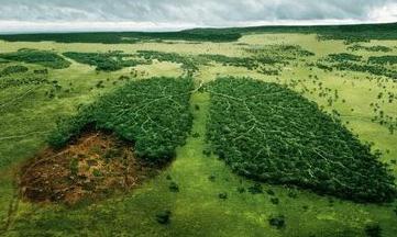 la deforestación de la foto