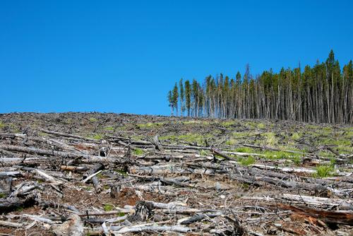 die Abholzung der Wälder ökologische Problem
