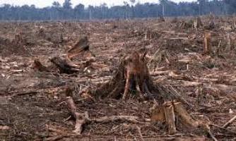 wycinanie tropikalnych lasów