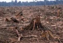 La tala de los bosques - los problemas de los bosques. La deforestación es un problema ambiental. Bosque de los pulmones del planeta