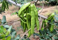 What are the properties of carob? Useful properties of fruit plants