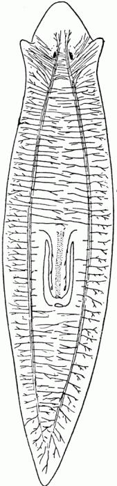 神经系统的扁形虫