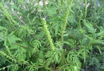 When ragweed blooms? Funds from allergies to flowering: reviews