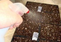 How to decontaminate the land for seedlings. Decontamination of soil
