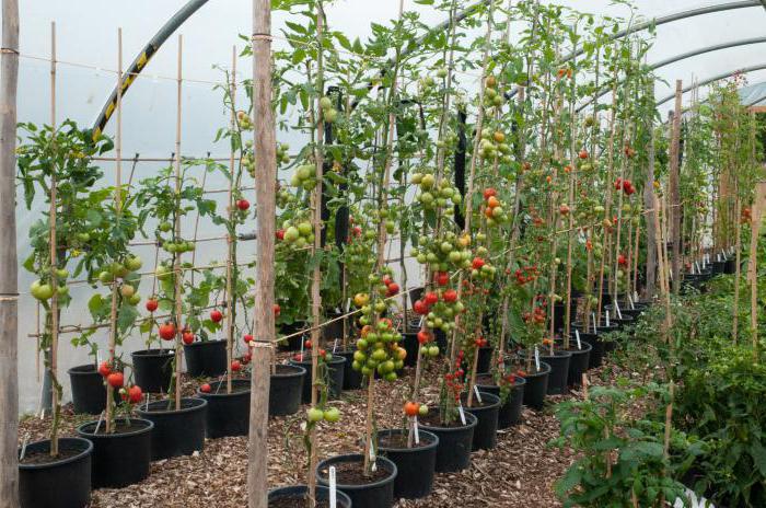 Tomate Spasskaja-Turm f1 Bewertungen