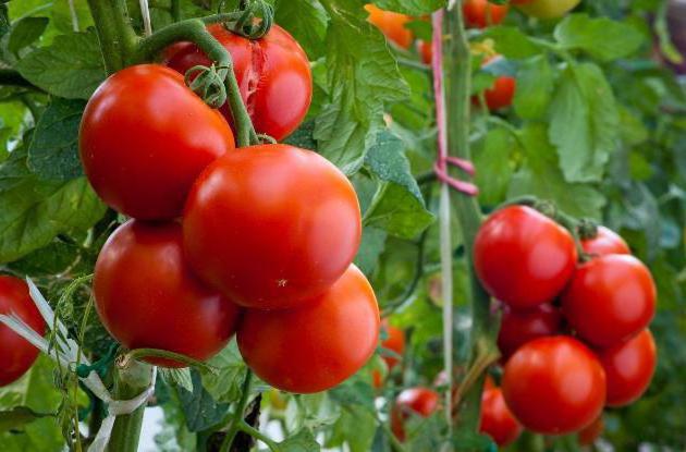  como cultivar tomates