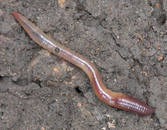 types of annelid worms