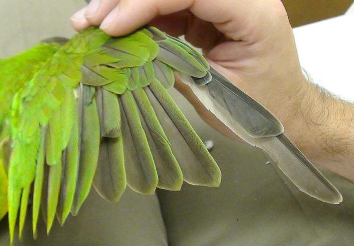 why did the parrot fall out of the feathers under the wings
