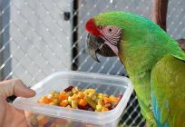 Why do parrot's feathers fall out? What to do in such cases?