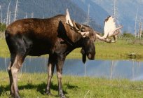 Bisons und andere große Tiere Europas