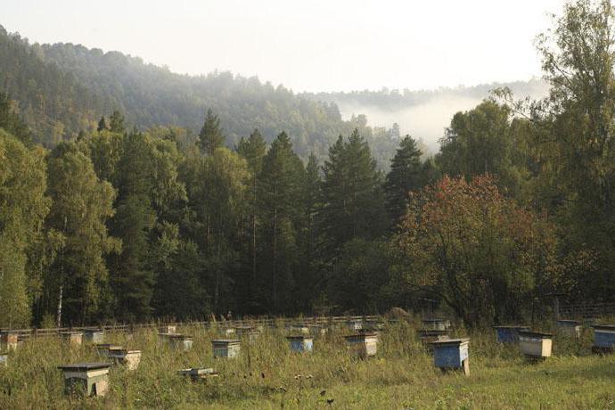 养蜂业发展在鞑靼斯坦共和国