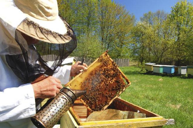 beekeeping in Tatarstan features