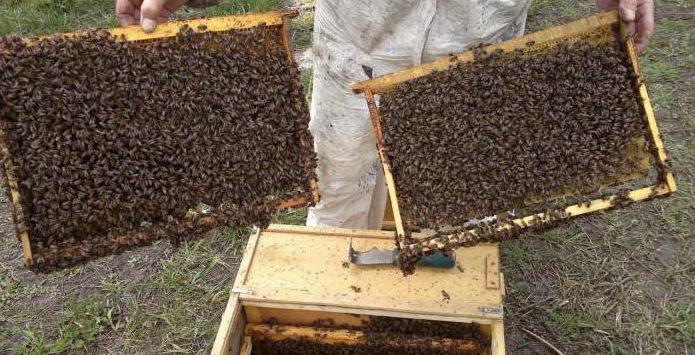 pszczelarstwo tatarstanu