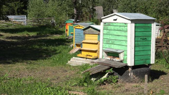 beekeeping in Tatarstan history