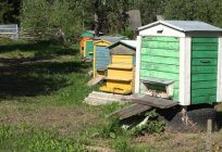 养蜂在鞑靼斯坦共和国：特点、事实和审查