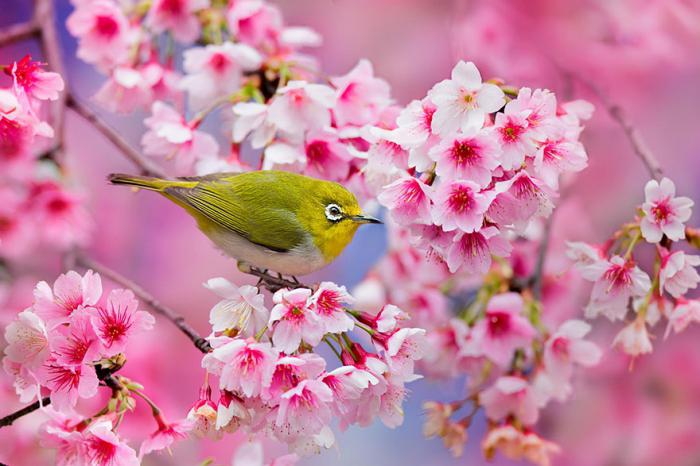 Imagem de flor de cereja