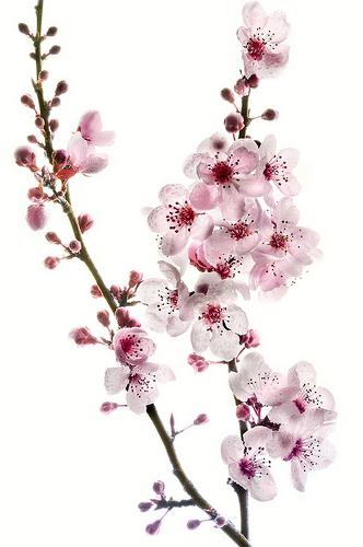 Zweig der Kirschblüten