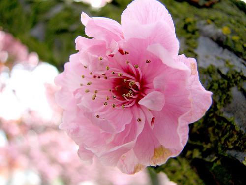 las Flores de sakura