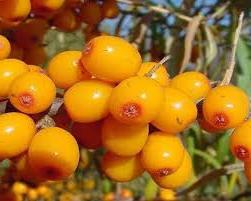 diseases and pests of Seabuckthorn