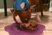 Радуем de tu mascota: pastel para perros lo que es necesario четвероногому a un amigo