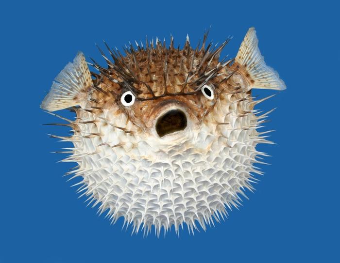 Blowfish