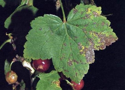 disease of the red currant
