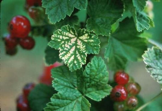 Red currant disease photo