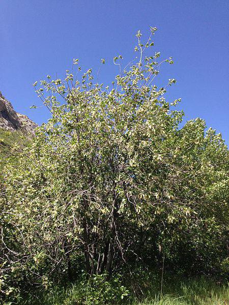 el cerezo aliso виргинская y posterior