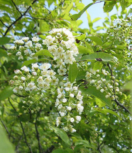 el cerezo aliso виргинская en el jardín de la bella